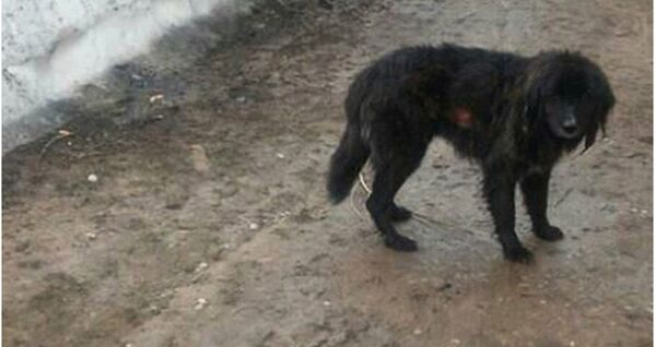 Au Kirghizistan, un chien survit après avoir passé 44 jours sous une avalanche - Sputnik Afrique