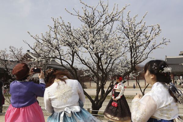 Les cerisiers en fleurs en Corée - Sputnik Afrique
