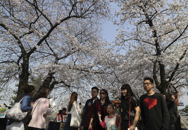 Les cerisiers en fleurs en Corée - Sputnik Afrique