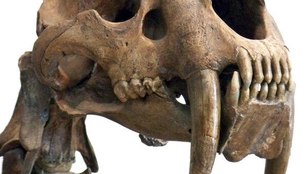Un crâne de Smilodon exposé au Musée américain d'histoire naturelle de New York. - Sputnik Afrique
