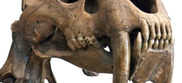 Un crâne de Smilodon exposé au Musée américain d'histoire naturelle de New York. - Sputnik Afrique