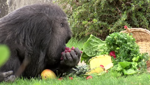 La plus vieille femelle gorille a soufflé ses soixante bougies - Sputnik Afrique