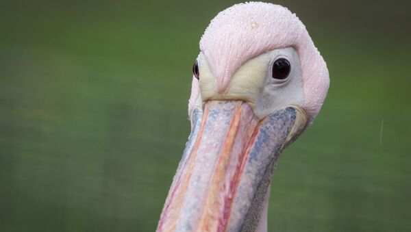 A pelican is pictured in its enclosure on November 17, 2015 at the zoo in Frankfurt am Main, western Germany - Sputnik Afrique