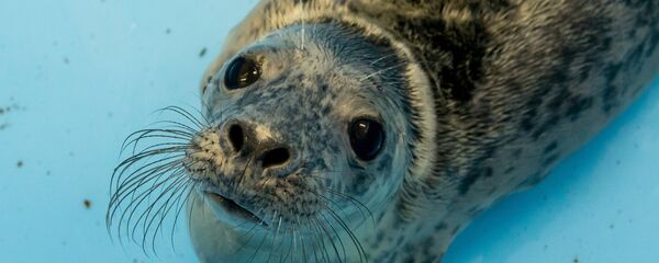 Un bébé phoque - Sputnik Afrique