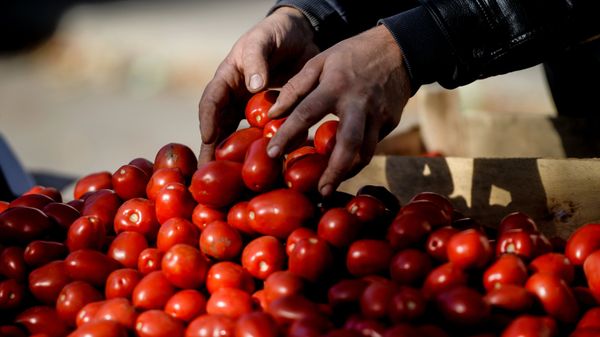 tomates - Sputnik Afrique