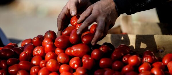 tomates - Sputnik Afrique