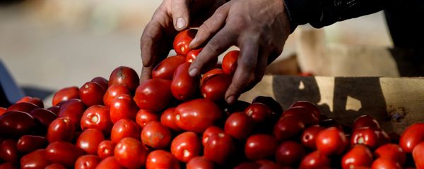 tomates tomates - Sputnik Afrique