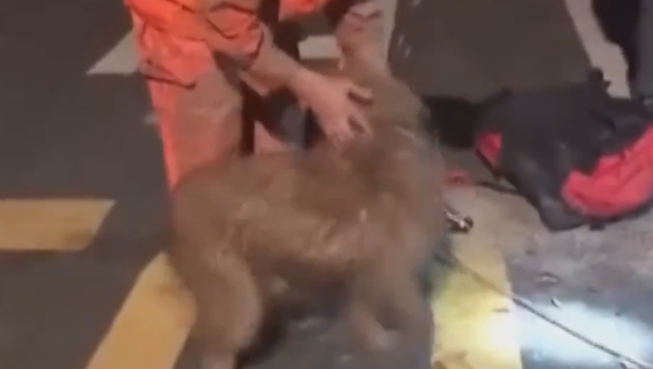 La danse victorieuse d'un chien survivant - Sputnik Afrique