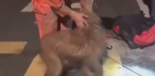 La danse victorieuse d'un chien survivant La danse victorieuse d'un chien survivant - Sputnik Afrique