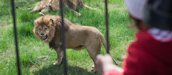 Девочка наблюдает за львами - Sputnik Afrique