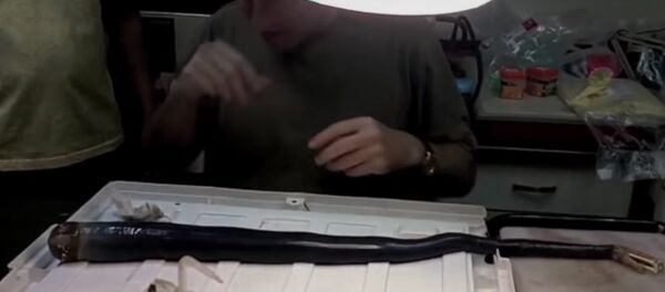 Un ver marin géant - Sputnik Afrique