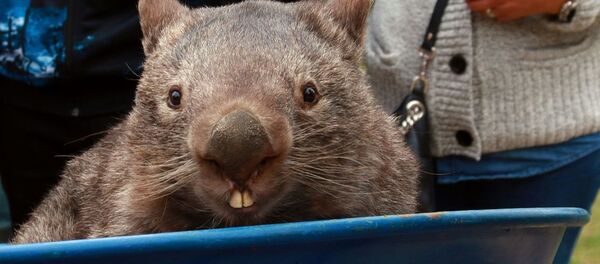 Patrick le Wombat - Sputnik Afrique