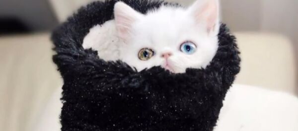 Pampam - Sputnik Afrique