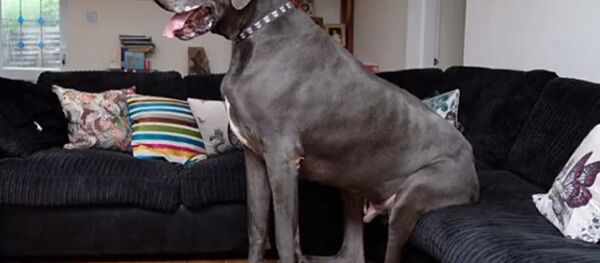 Chien britannique Chien britannique - Sputnik Afrique