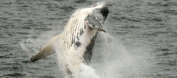 Une baleine à bosse  - Sputnik Afrique