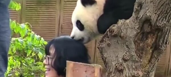 Dans un zoo chinois, un bébé panda croque un des visiteurs - Sputnik Afrique