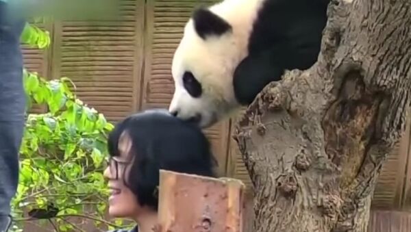 Dans un zoo chinois, un bébé panda croque un des visiteurs - Sputnik Afrique