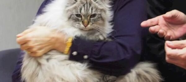 Miru - Sputnik Afrique