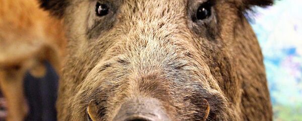 sanglier - Sputnik Afrique