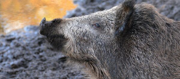 sanglier - Sputnik Afrique