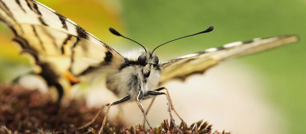 Galleria mellonella Galleria mellonella - Sputnik Afrique