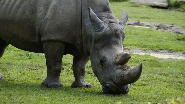 rhinocéro - Sputnik Afrique