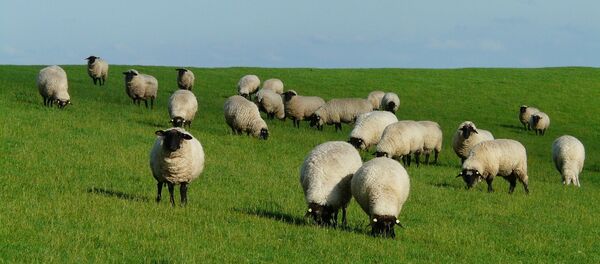 Les brebis - Sputnik Afrique