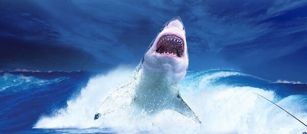 акула - Sputnik Afrique