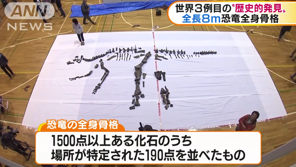 Le plus grand dinosaure du Japon reconstitué et présenté - Sputnik Afrique