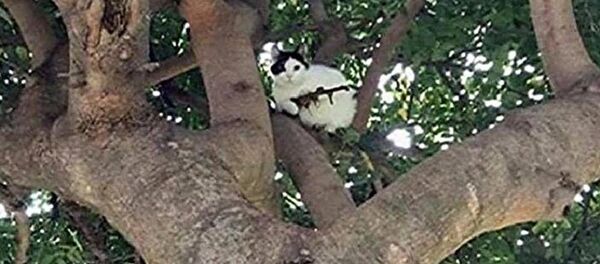 Кот с винтовкой - Sputnik Afrique