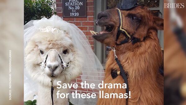 Lorsqu’on a marre des gens… aux USA, on invite des lamas comme témoins au mariage - Sputnik Afrique