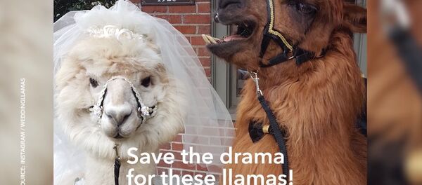 Lorsqu’on a marre des gens… aux USA, on invite des lamas comme témoins au mariage - Sputnik Afrique