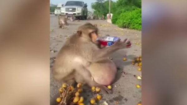 Ce singe a été envoyé dans un centre pour obèses! - Sputnik Afrique