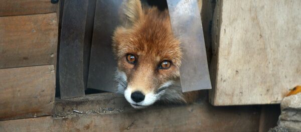 Moscow Zoo Celebrates 150 Anniversary Moscow Zoo Celebrates 150 Anniversary - Sputnik Afrique