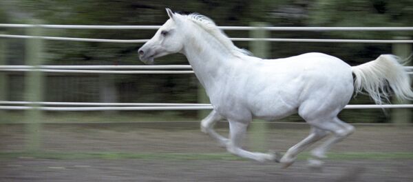 Cheval Cheval - Sputnik Afrique