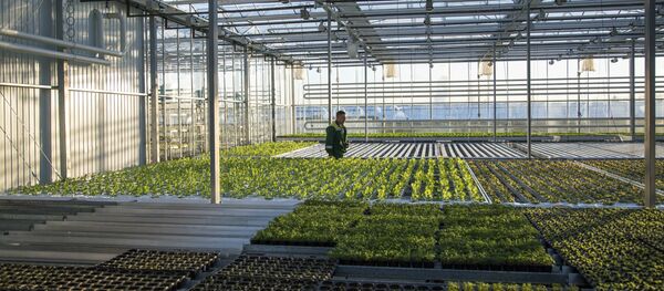 Complexe de serre - Sputnik Afrique