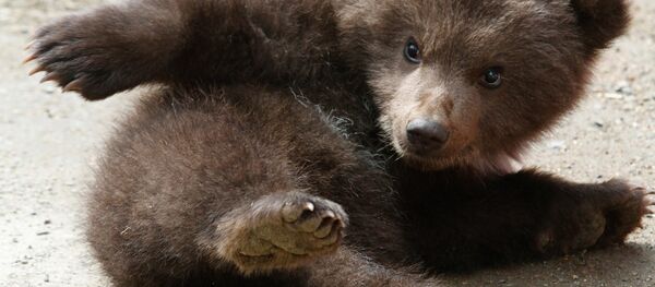 Un ourson (image d'illustration) - Sputnik Afrique