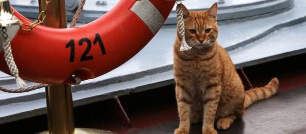 Le premier chat-matelot au service de la flotte militaire russe en Syrie Le premier chat-matelot au service de la flotte militaire russe en Syrie - Sputnik Afrique