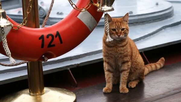Le premier chat-matelot au service de la flotte militaire russe en Syrie - Sputnik Afrique