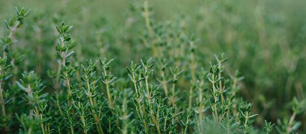 Розмарин - Sputnik Afrique