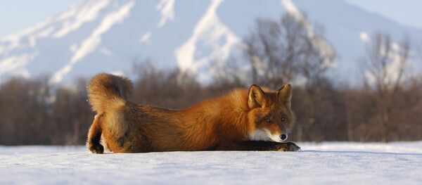 Comme sur un volcan. La réserve naturelle de Kronotski au Kamtchatka - Sputnik Afrique