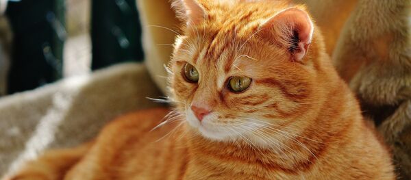 chat - Sputnik Afrique