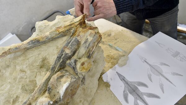 Le fossile d’un reptile marin âgé de 90 millions d’années - Sputnik Afrique