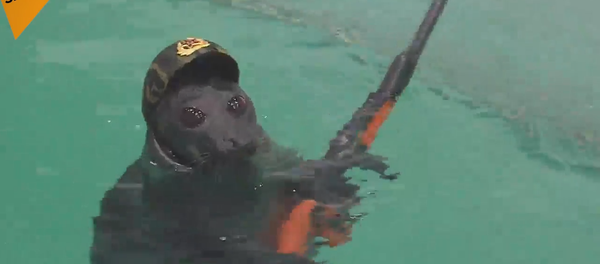 Des phoques russes se préparent au Jour de la Victoire - Sputnik Afrique