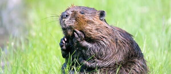 castor - Sputnik Afrique