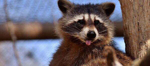 Un raton laveur - Sputnik Afrique