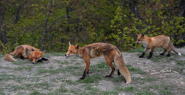 Les quémandeurs roux: des renards se sont installés près d’un océanarium sur l’île Rousski - Sputnik Afrique