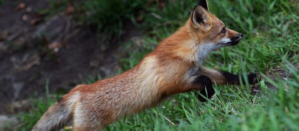 Un renard - Sputnik Afrique