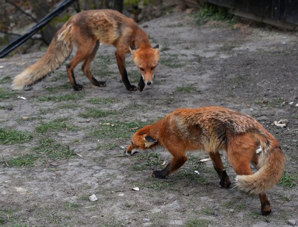 Les quémandeurs roux: des renards se sont installés près d’un océanarium sur l’île Rousski - Sputnik Afrique