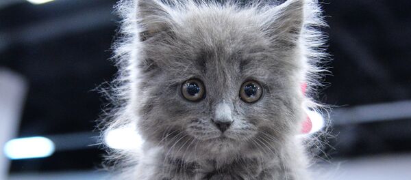 «Chathérapie»: ils ronronnent pour aider à surmonter le stress aux bureaux japonais - Sputnik Afrique